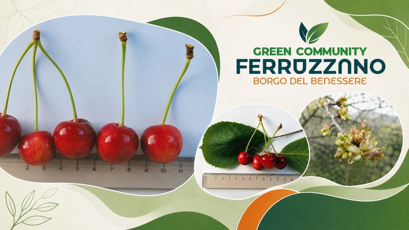 Grafica della Green Community Ferruzzano Borgo del Benessere con immagini di ciliegie e fiori.