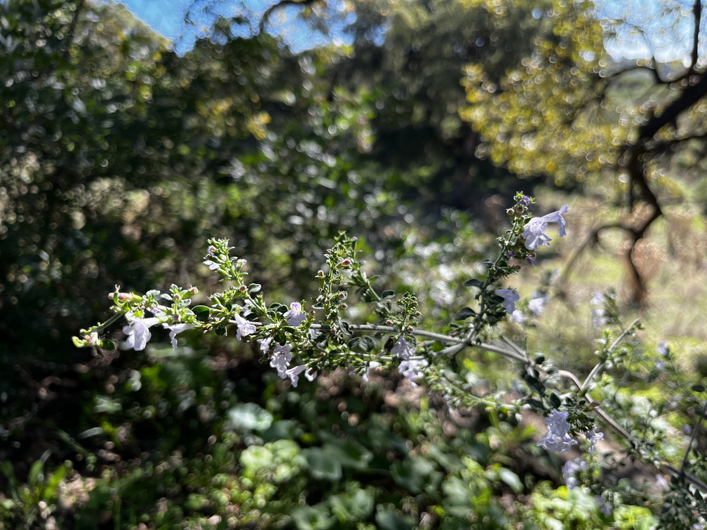 Fiori spontanei e vegetazione mediterranea nella Vallata La Verde.