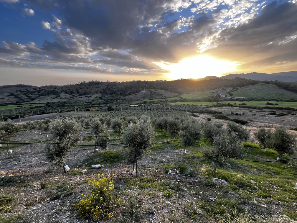 Uliveto nella Vallata La Verde al tramonto.