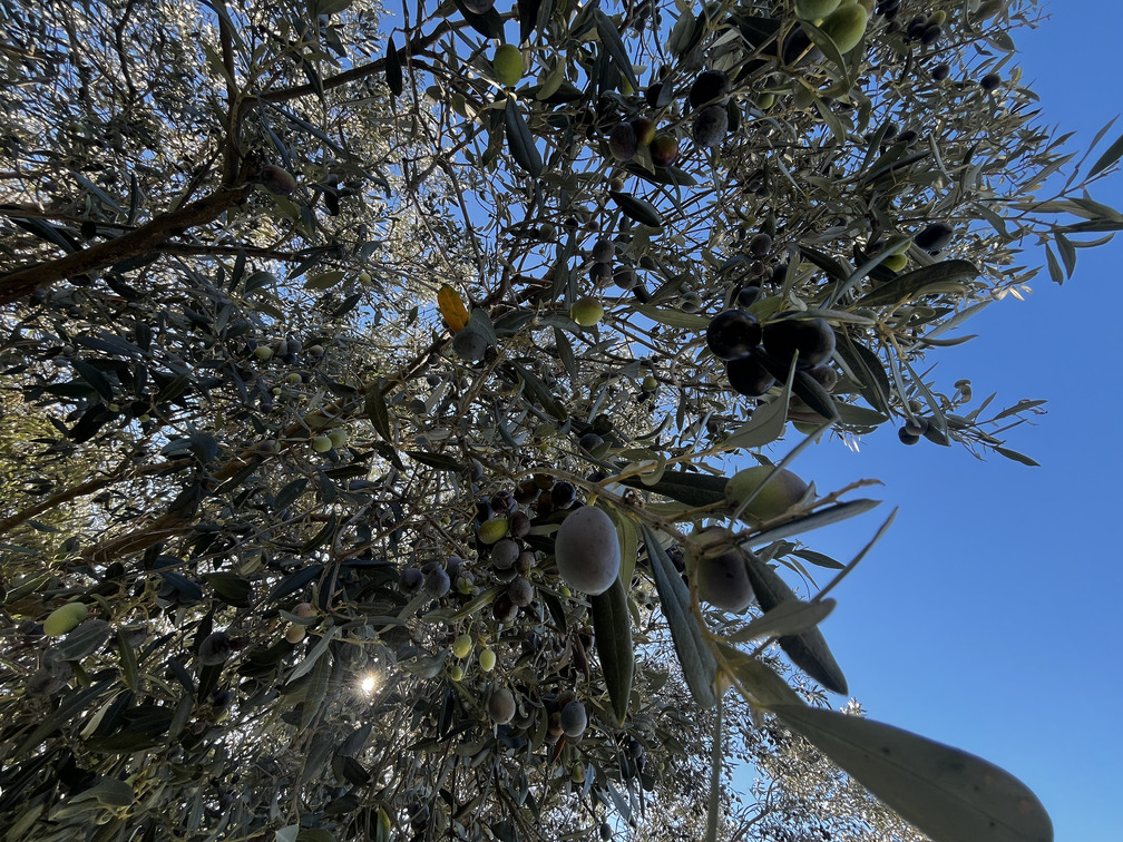 Olive mature su un albero di ulivo nella Vallata La Verde.
