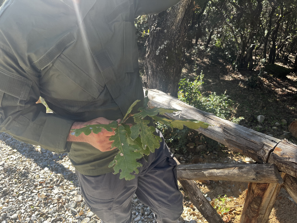 Osservazione di foglie di quercia durante una ricognizione nella Vallata La Verde.