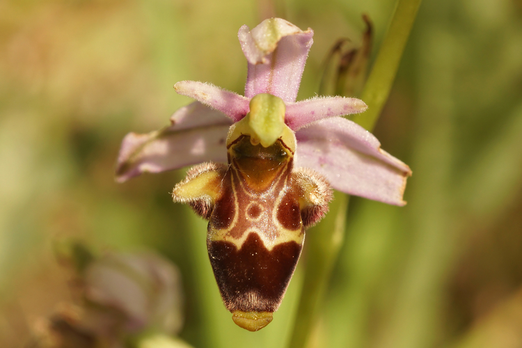 Orchidea spontanea nel territorio della Vallata La Verde.