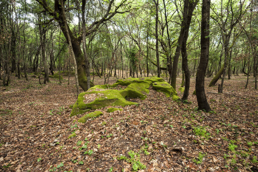 Palmento nel bosco di Rudina, immerso nella vegetazione della Vallata La Verde.