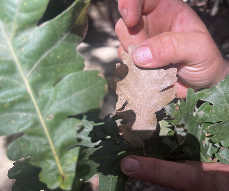 Dettaglio di foglie di quercia osservate nel territorio della Vallata La Verde.