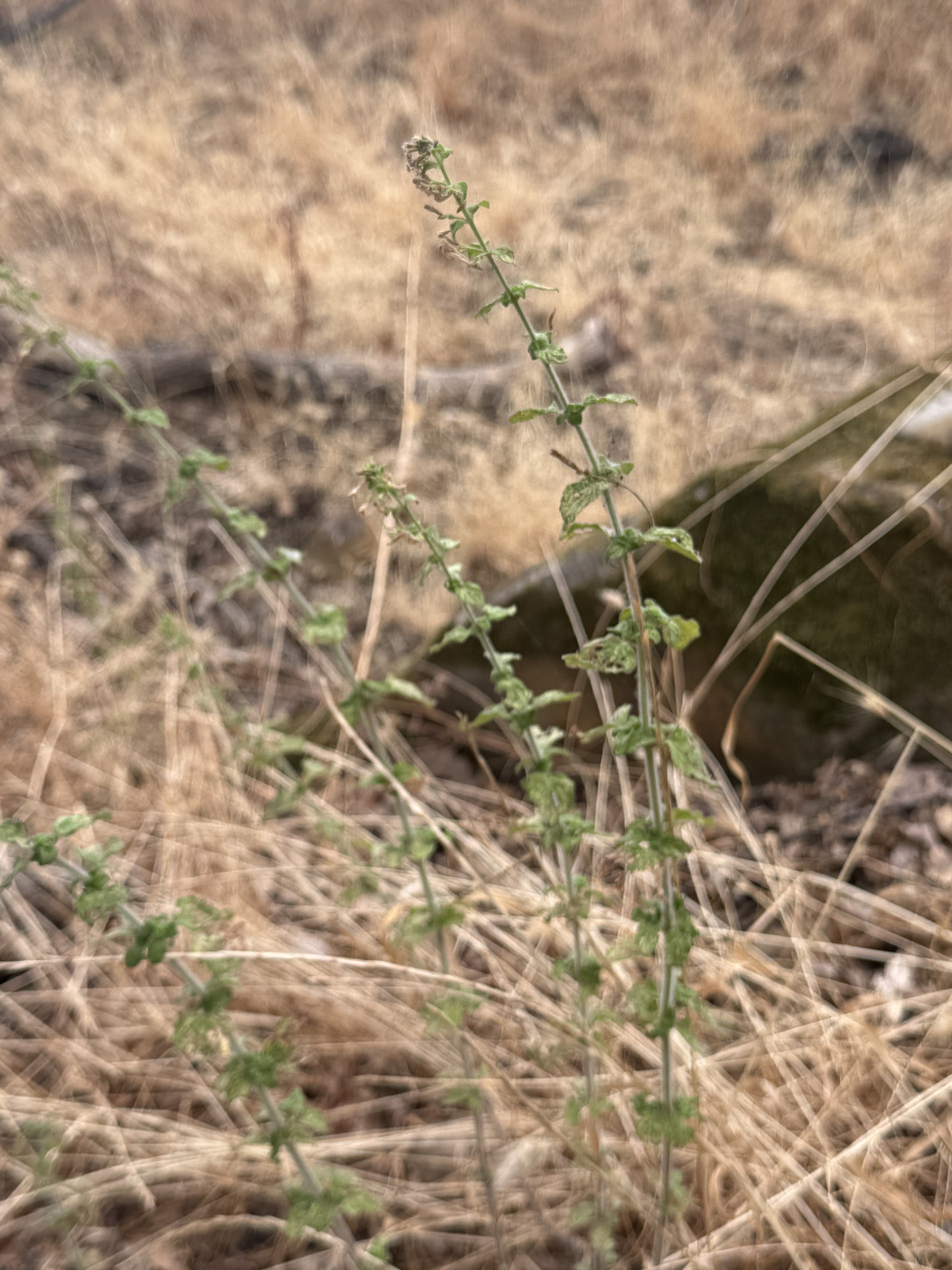 Nepetella calaminta nepeta