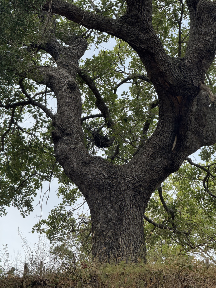 Quercia Castagnara, o Virginiana Tenore