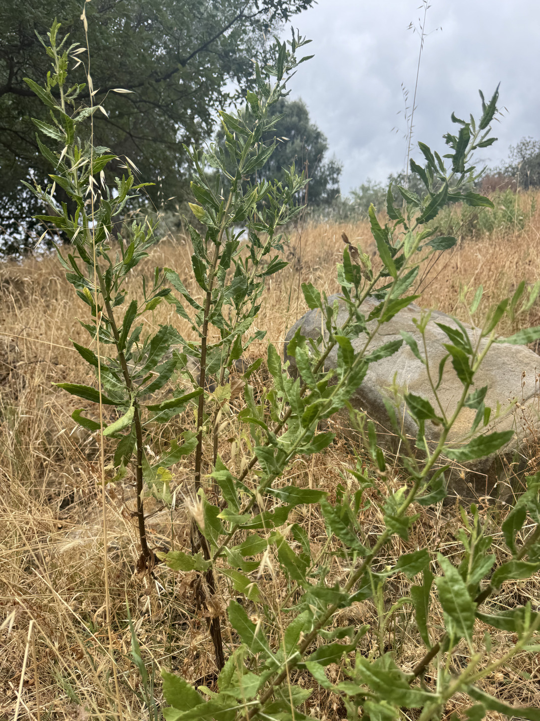 Inula viscosa, disinfettante e cicatrizzante